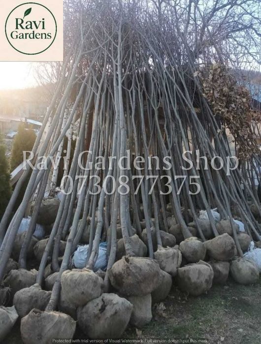 Gama Copaci Foioși Premium: Platan, Carpen, Tei