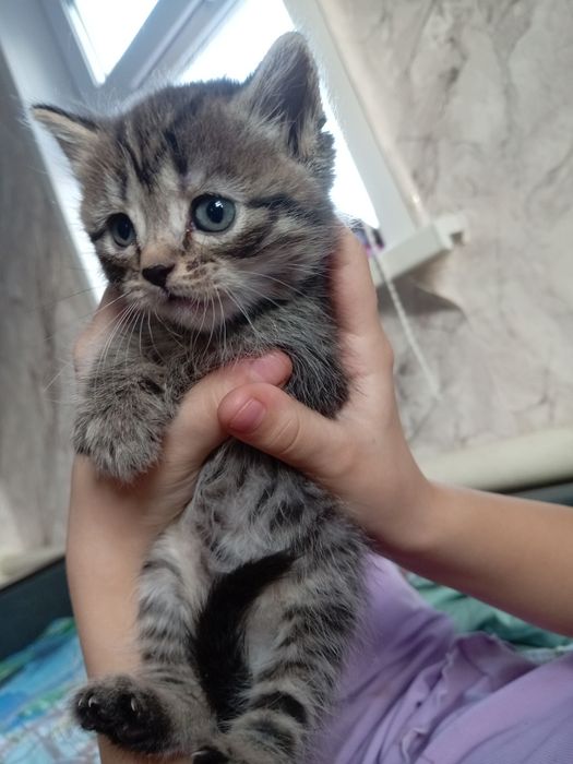 Британские котята 2000т.