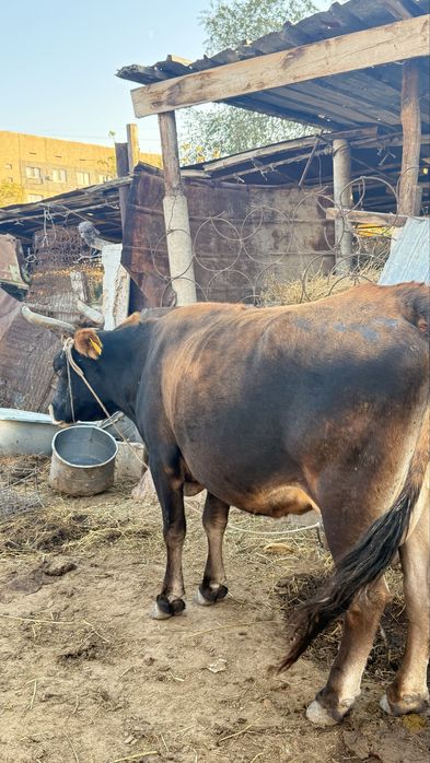 Продам молочную Алтайскую корову ( 3 головы)