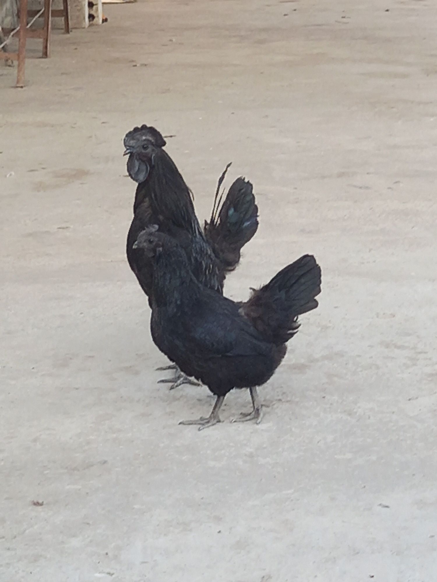 Ayam siyami tuxumlari sotiladi