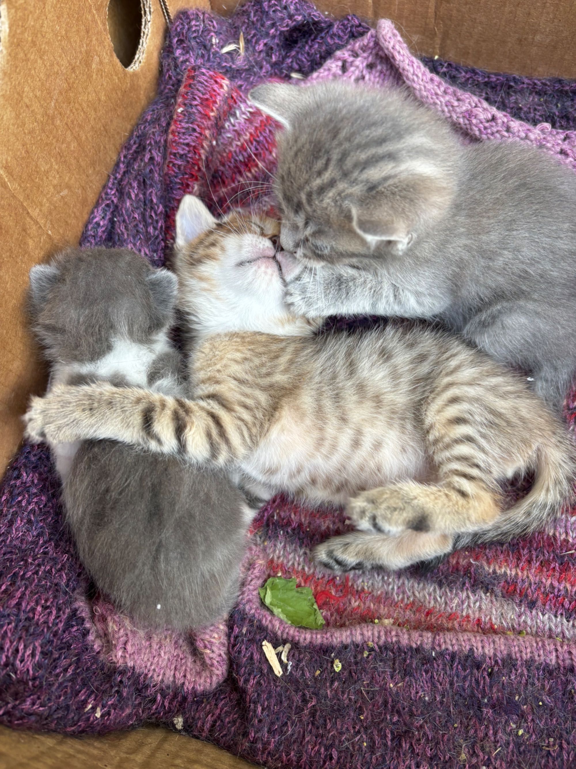коты в хорошие руки