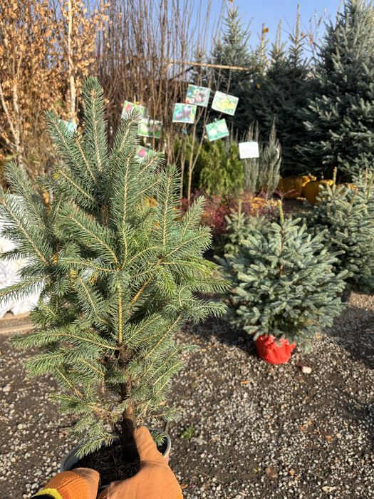 Голубая елка Живая ель алматы Голубые ели Саженцы елки