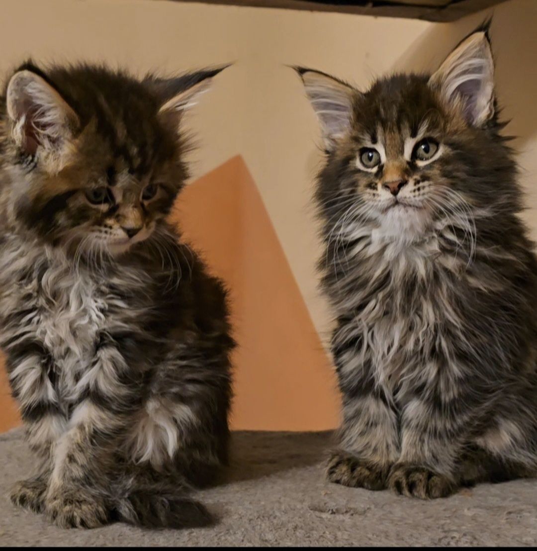 Уникални котенца мейн кун