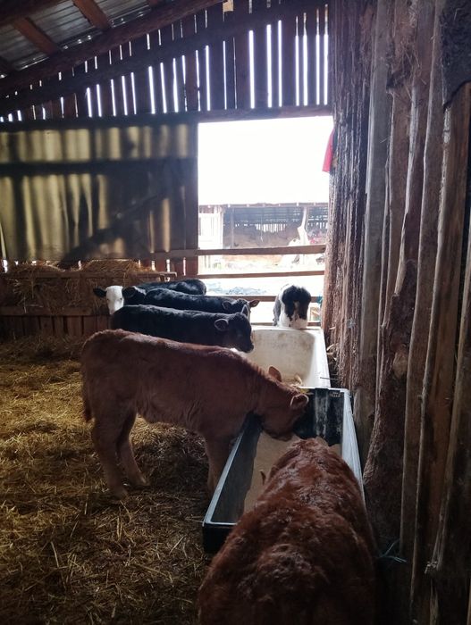 Vând 5 viței și o vițelușă.