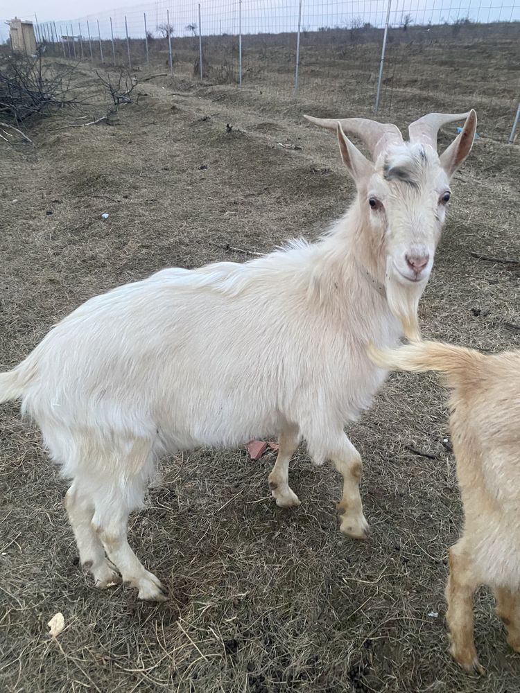 Țap saanen de vânzare