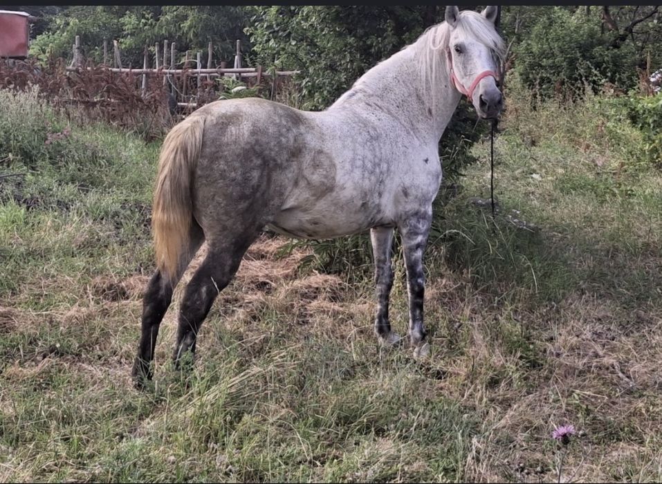 Vând o pereche de cai