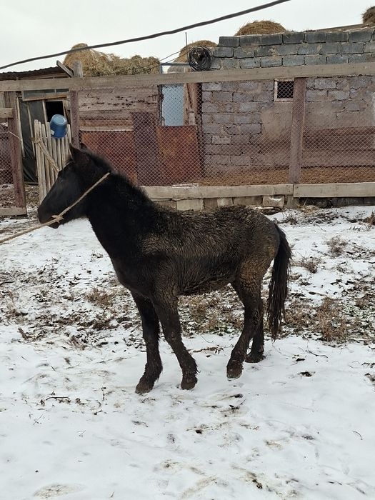 Семыз тай сатамын