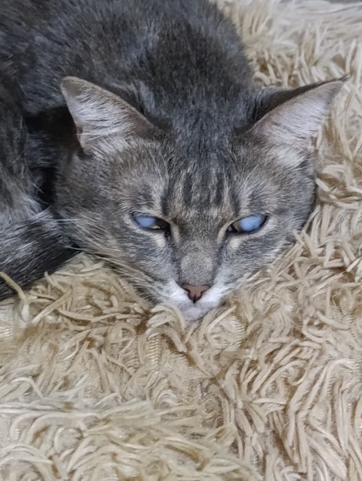 В добрые руки кошечку