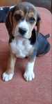 Pui beagle tricolor