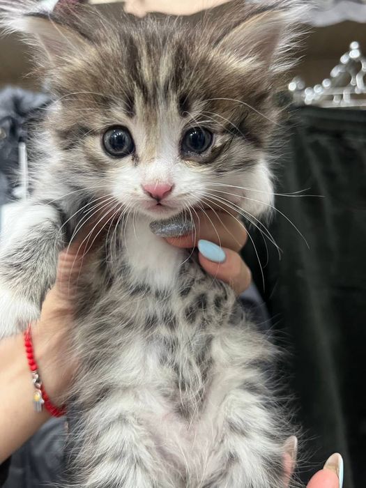 Котята в хорошие руки бесплатно к лотку приучены