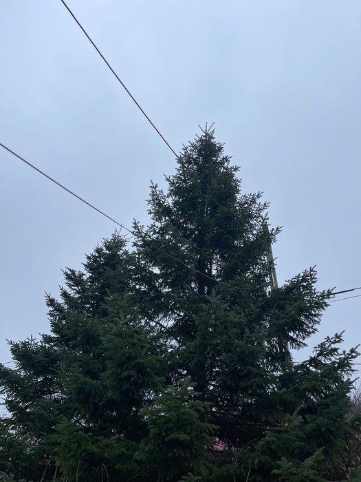 Brad natural ,13-15 metri