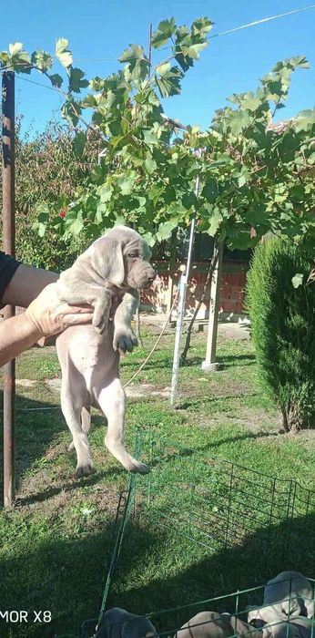 Ваймаранер мъжки !