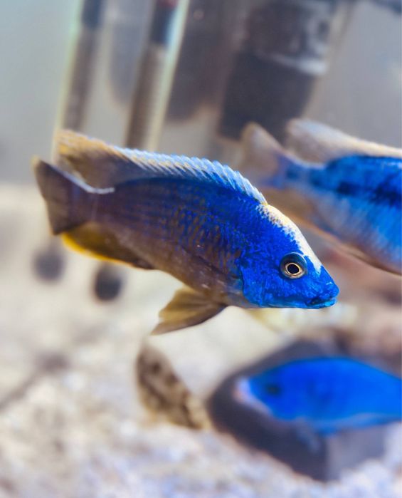 Продам взрослых самцов отофаринксов