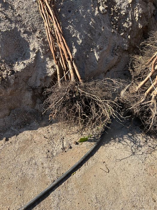 Дръвчета Райска ябълка за лкиенте на едро и дребно