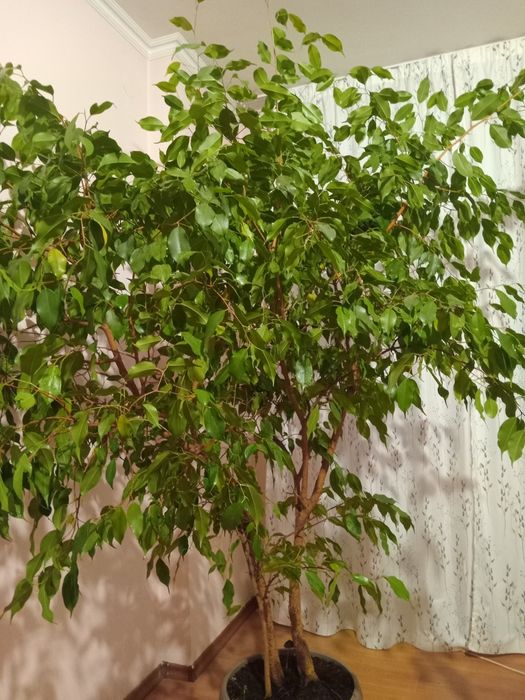 Два фикуса Бенджамин кралски размер