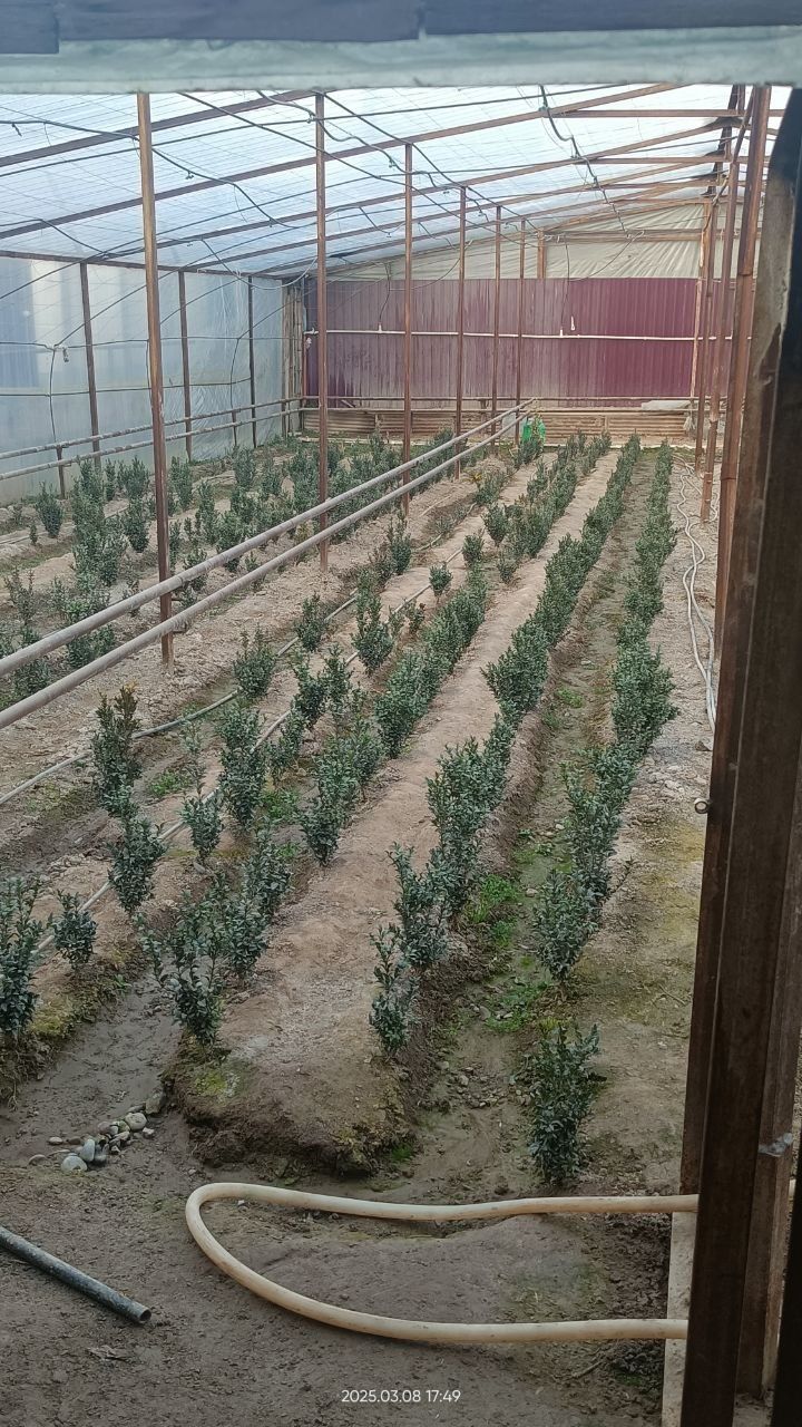 Шамшод кўчатлари