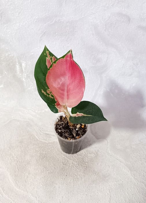 Детки Аглаонем 10 сортов в наличии