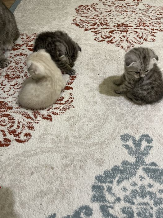 Продаются Котяты