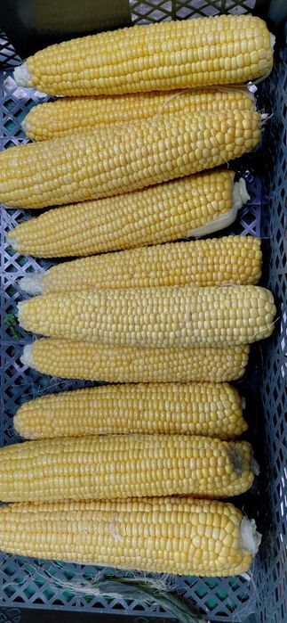 Кукуруза свежи, одборни вышева качества доставка  Бесплатная междугорт