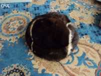 Caciula din blana de marmota