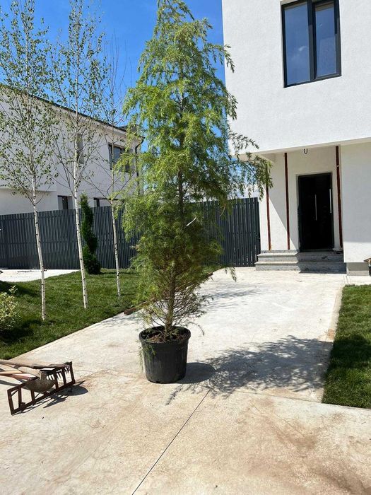 Plante ornamentale elegante ce aduc rafinament natural