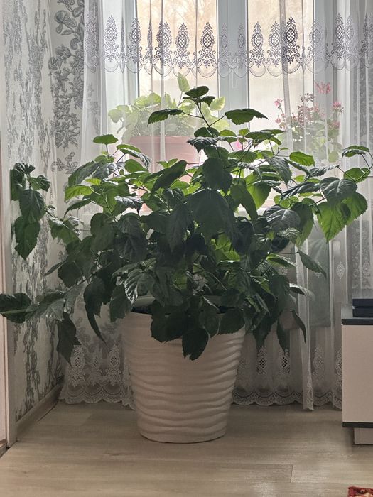 Продам цветок Роза