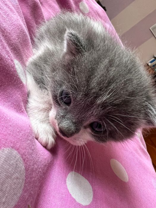 Подарявам 5 котенца