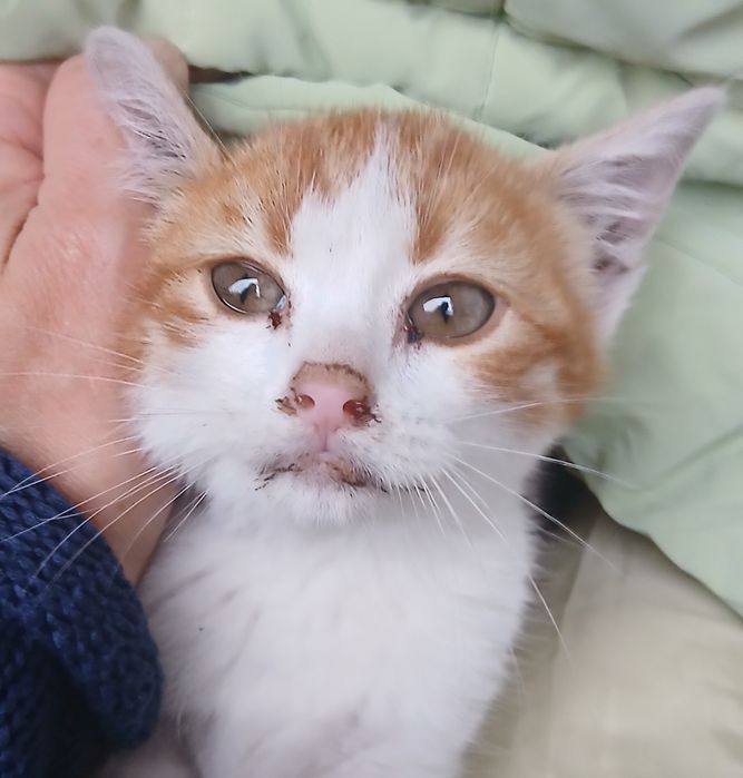 Младеж си търси дом