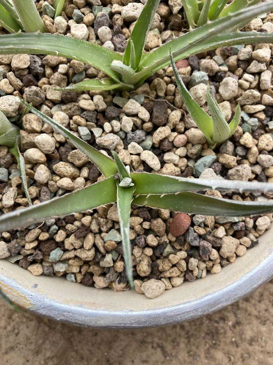 Выносливый суккулент диккия бревифолия (Dyckia Brevifolia), недорого