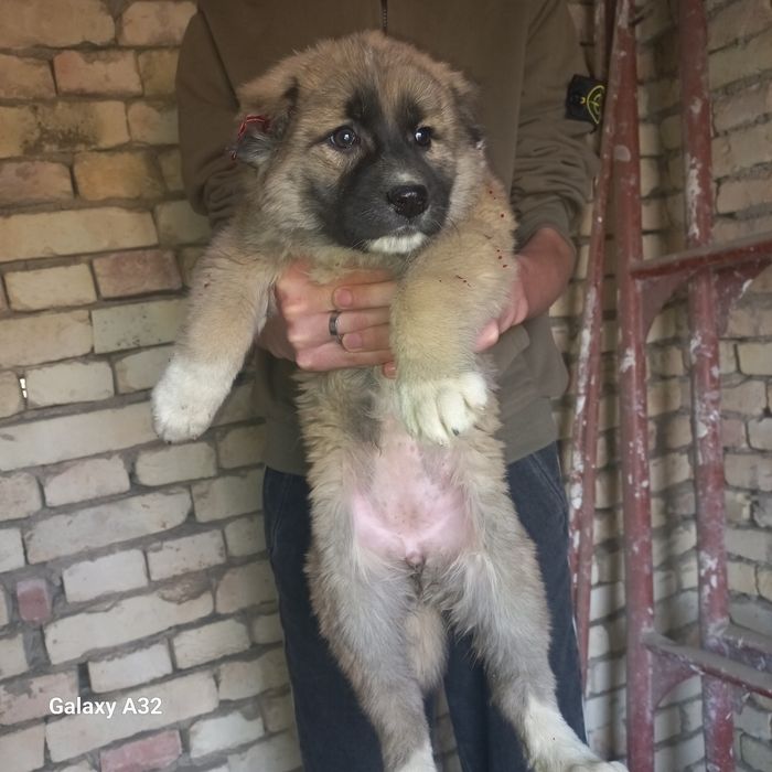 Кавказский щенок сотилади