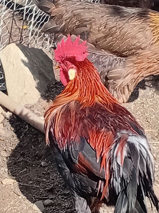 Pui de rasă italiană