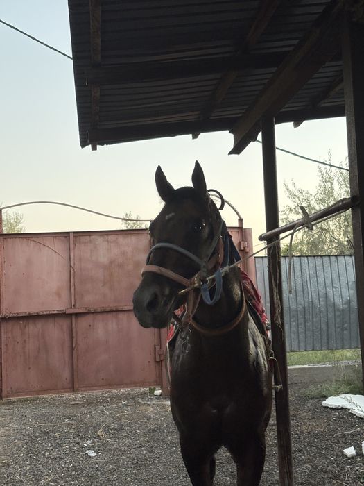 таза қан жылқы.