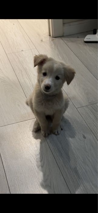 Ищу щенку хозяев