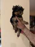 Yorkshire Terrier toy femela