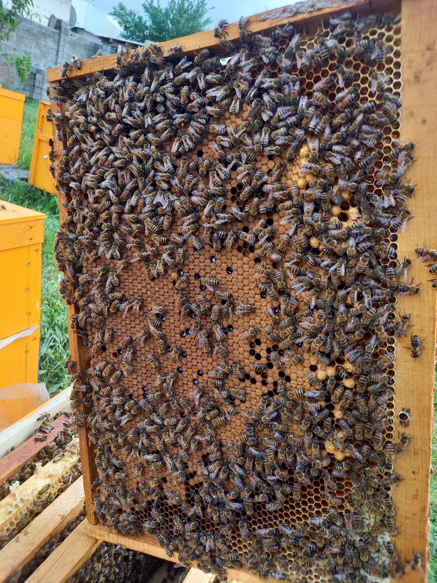 Пчеловодство пчелы