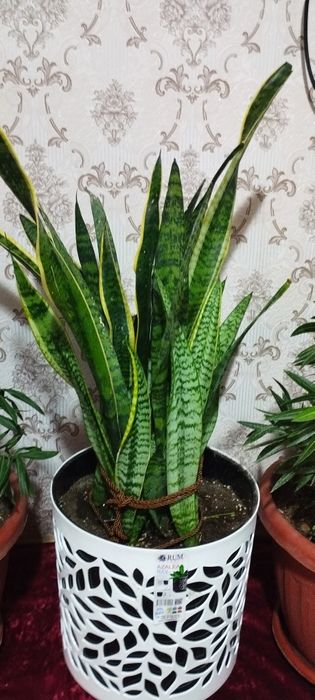 Сотилади сасувер гул