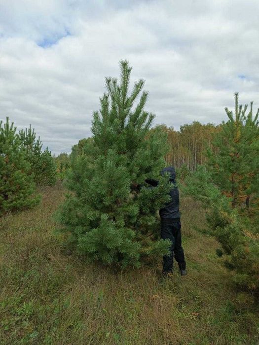 Новогодние ёлки оптом.