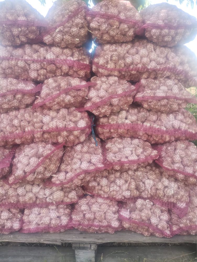 Usturoi Cino 15 lei /kg si calitatea a 2 12 lei /kg