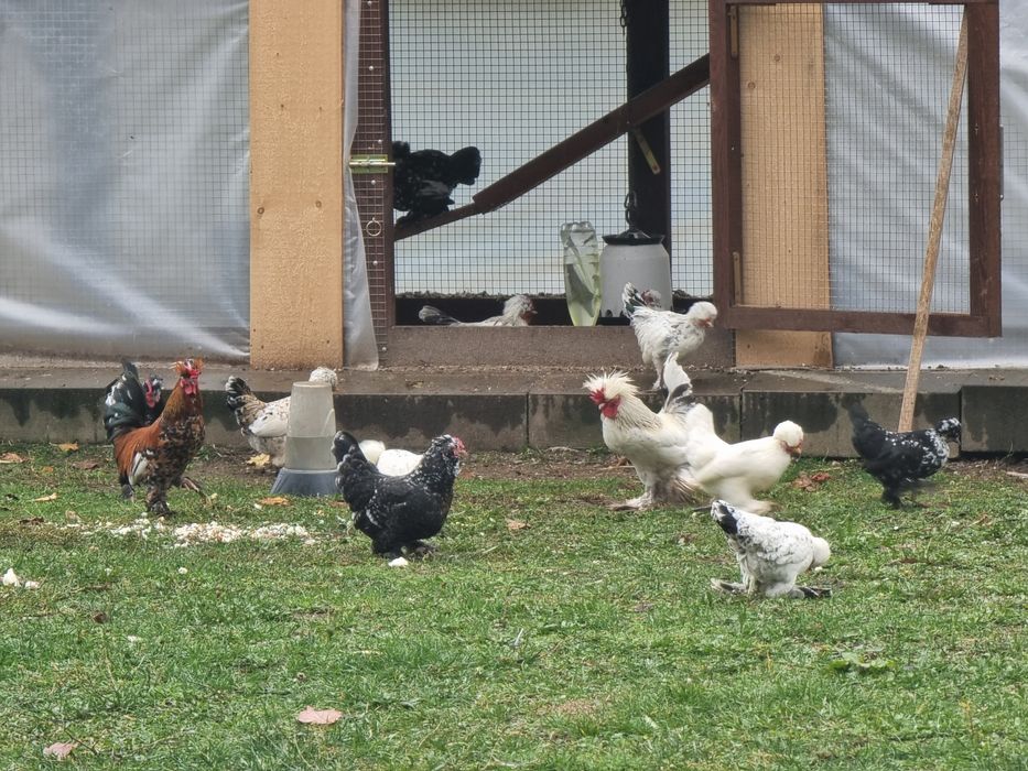 Бреговска джинка