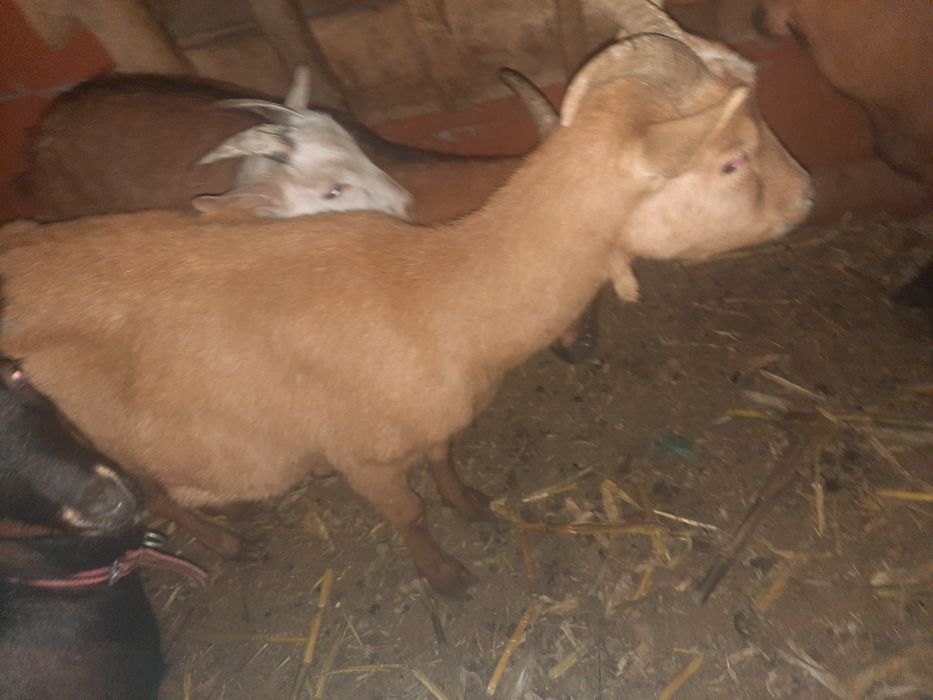 Vând capre gestante