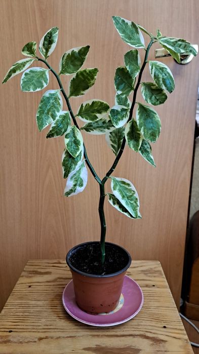 Педилантус титималоидный