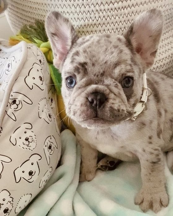 Femela bulldog francez