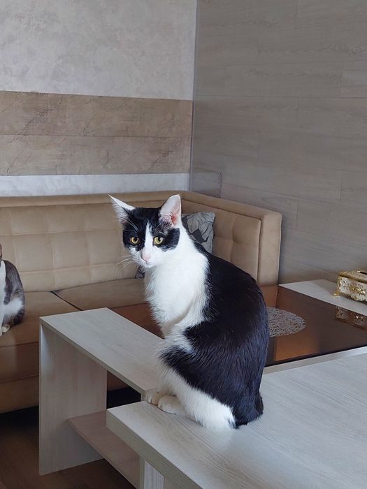 Кошка девочка кастрированная Ташкент