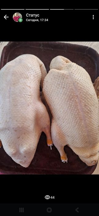 Продаю домашнюю птицу