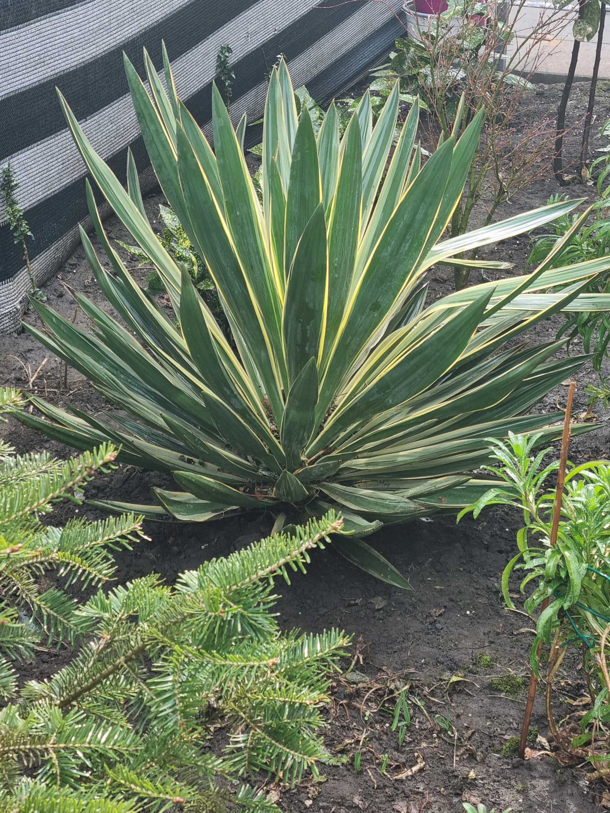 Yucca gloriosa de grădină