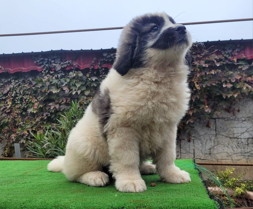 Ciobanesc de bucovina.