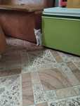Отдам котят хорошим людям