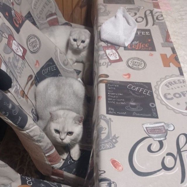 Sotiladi Shin shila silver zotti tozza