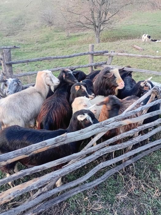 Vând 15 capre și un țap