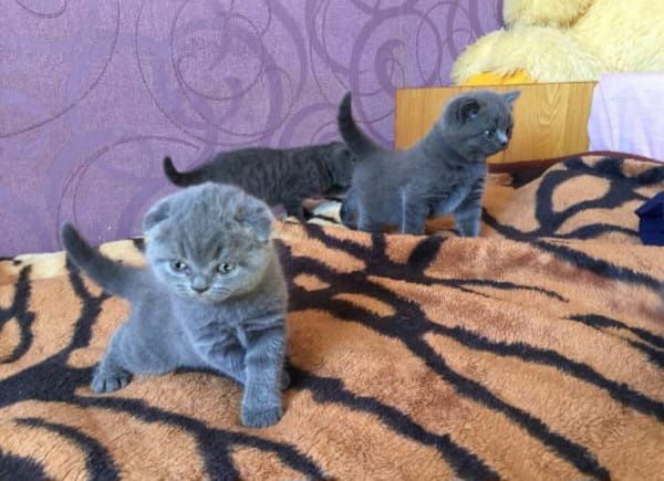 Скоттиш Фолд и Страйт.